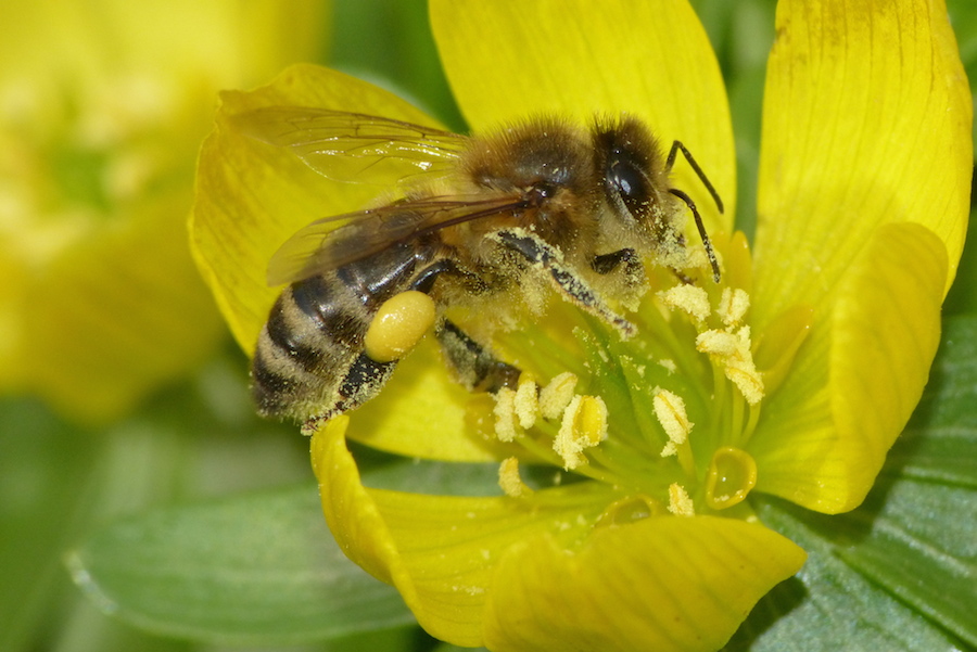 Winterling mit Biene