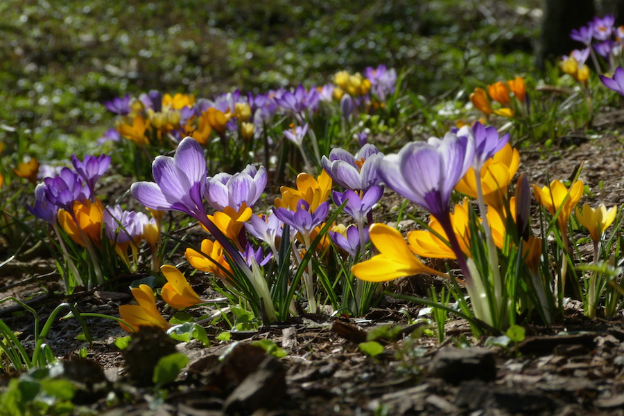 Bunte Krokusse recken sich zur Sonne