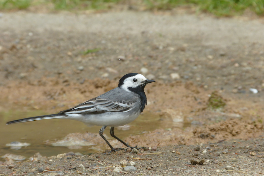 Bachstelze am Wegesrand