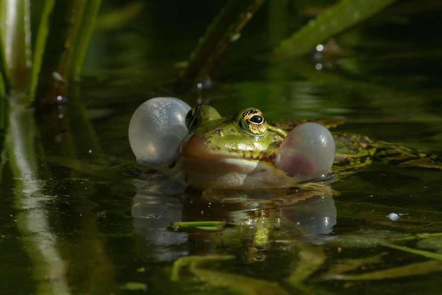 Wasserfrosch mit Schallblasen