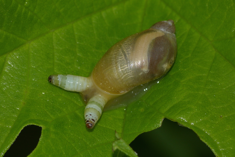 Bernsteinschnecke mit Parasitenbefall
