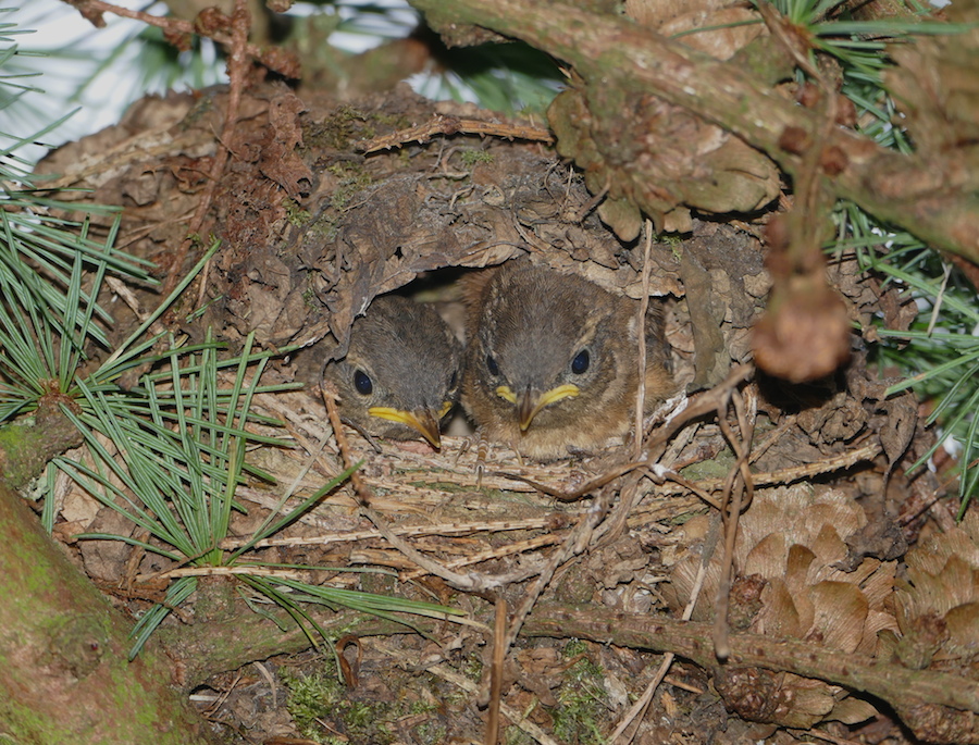 Junge Zaunkönige fliegen bald aus