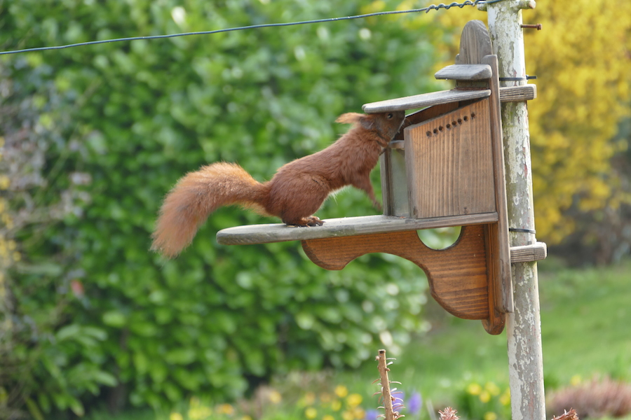 So vorsichtig schiebt das Eichhörnchen den Deckel hoch