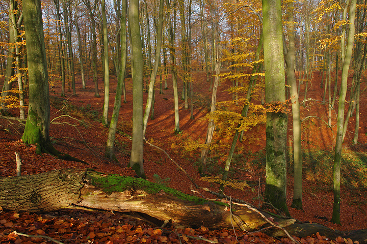 Bunter Herbstwald bei Plön