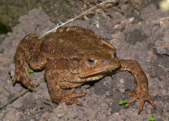 Erdkröte in ihrem Revier
