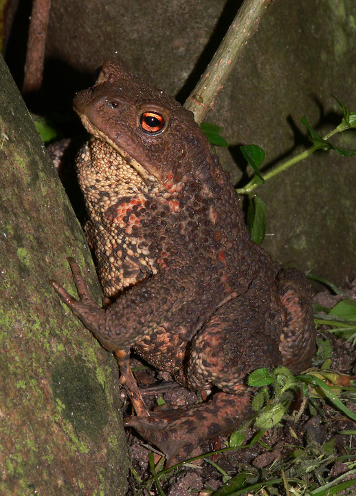 Eine Erdkröte inspiziert jeden Winkel im Garten