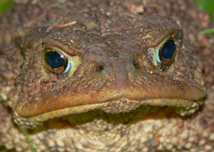 Portrait einer Erdkröte