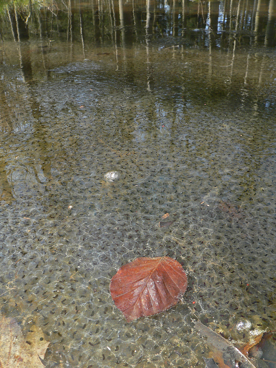 Waldteich voller Froschlaich
