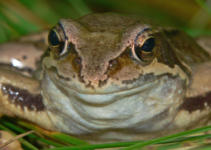 Portrait eines Grasfroschs