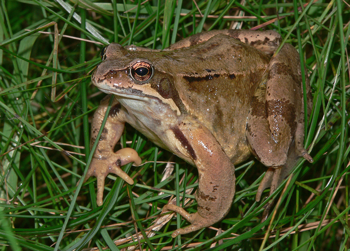 Grasfrosch in einer Feuchtwiese