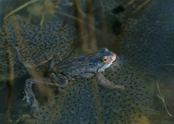 Moorfrosch mit Laich
