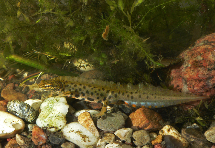 Männlicher Teichmolch