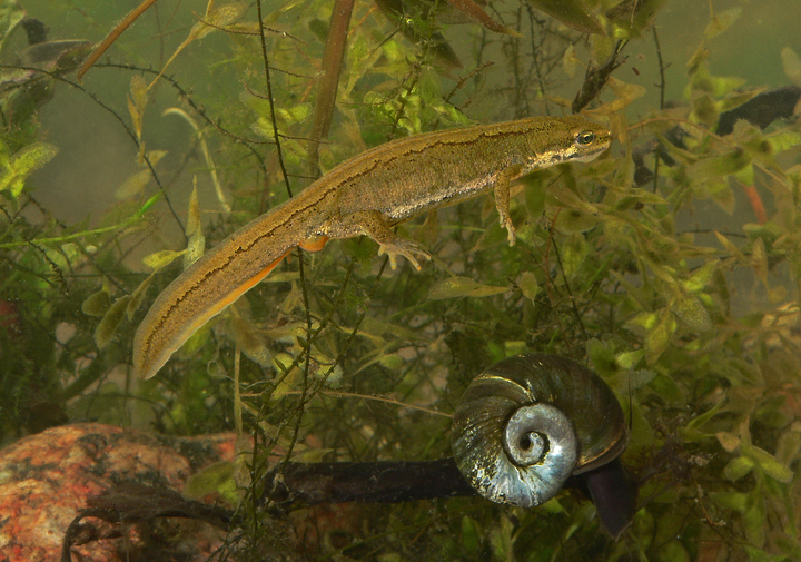 Weiblicher Teichmolch