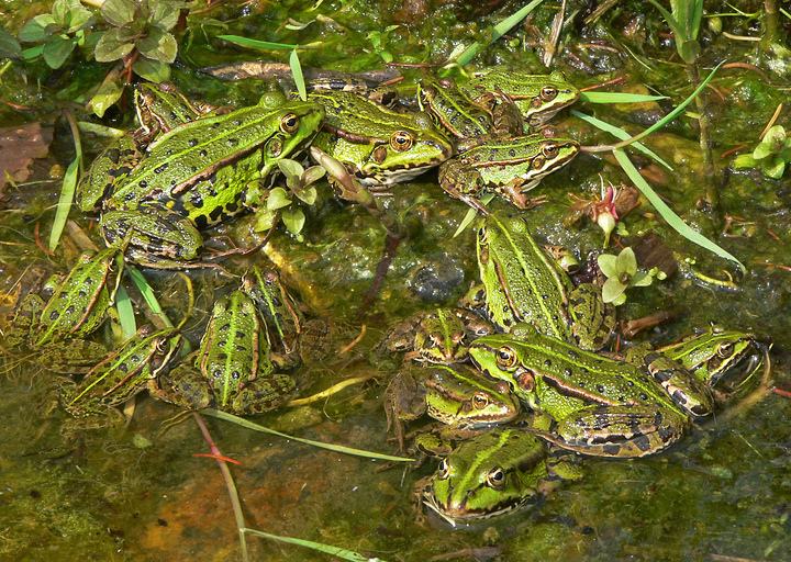 Gesellige Wasserfrösche in der Flachwasserzone
