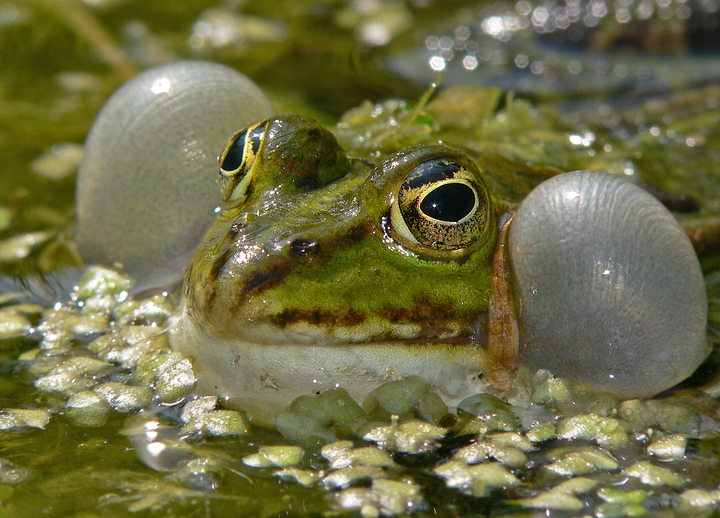 Wasserfrosch beim Quaken (seitliche Schallblasen)