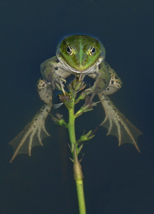 Wasserfrosch aus der Vogelperspektive gesehen