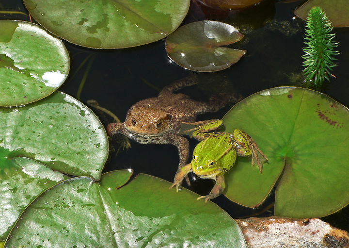 Wasserfrosch und Erdkröte im direkten Vergleich
