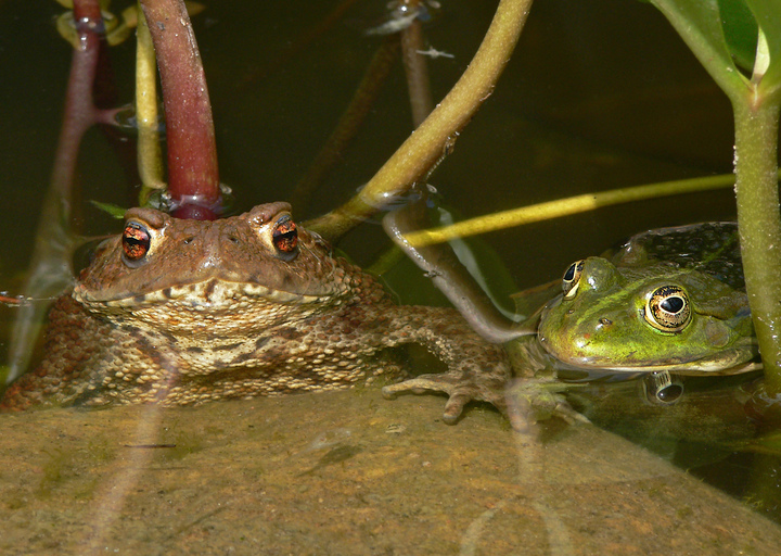 Frosch und Kröte: Die beiden scheinen etwas auszuhecken …