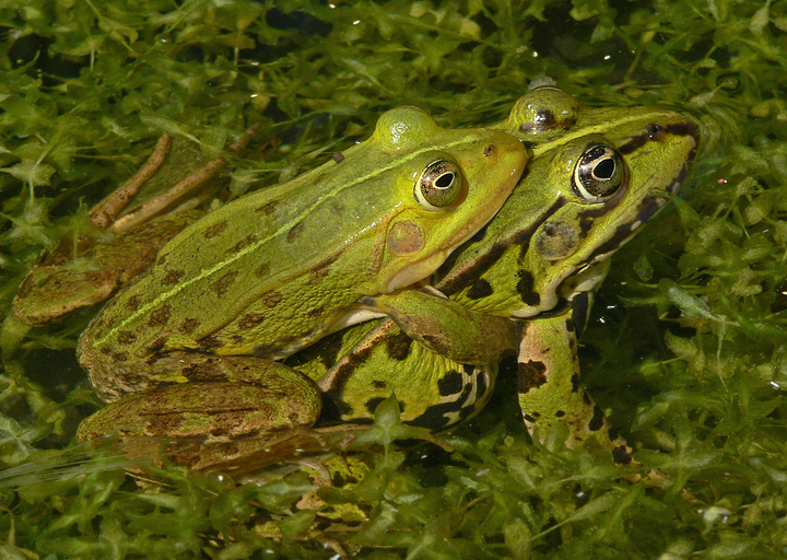 Wasserfroschmännchen umklammert (s)ein Weibchen