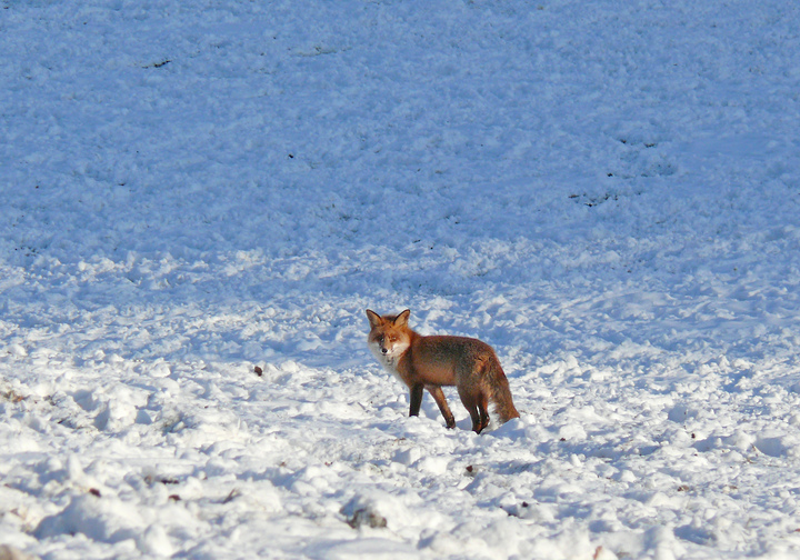 In strengen Wintern treibt Hunger den Fuchs tagsüber aus der Deckung