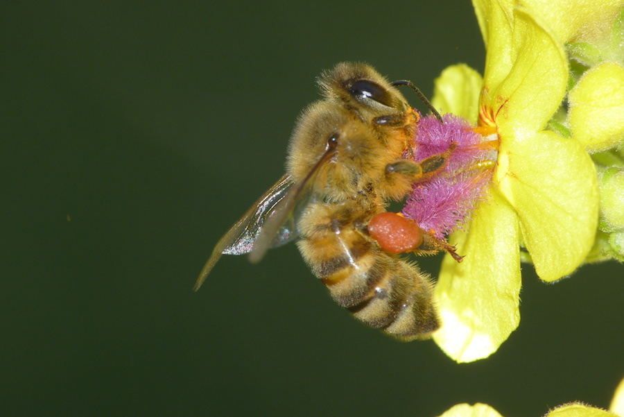 Biene bevorratet sich für den Winter